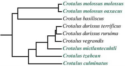 A Clot Twist: Extreme Variation in Coagulotoxicity Mechanisms in Mexican Neotropical Rattlesnake Venoms